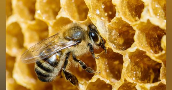 昆虫にもワクチンを？　ミツバチを伝染病から守るための予防接種が開発された | ミツバチは世界の食料システムに不可欠