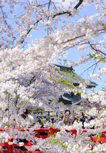 桜の開花、平年並みか早め　3月20日に東京都心部から