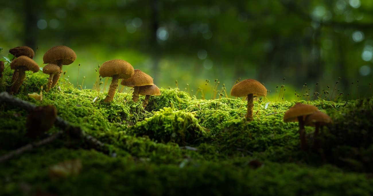 【キノコはすごい】地中に広がる「菌類ネットワーク」の驚くべき世界 - マザーツリー