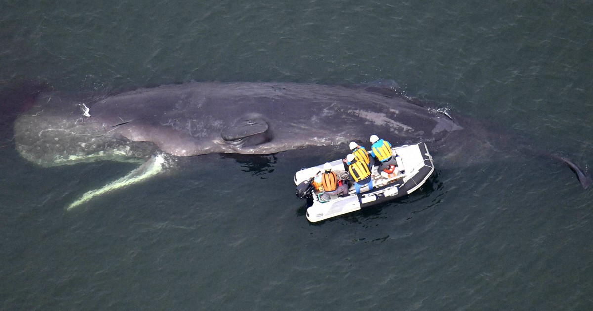 動かぬ大阪湾の迷いクジラ、市と「海遊館」が生死確認へ