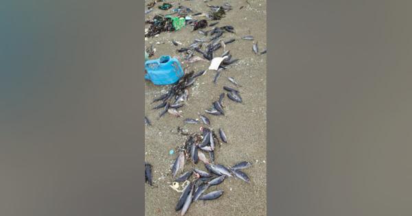 日本海沿岸に大量のフグ死骸　山形や新潟、10万匹も