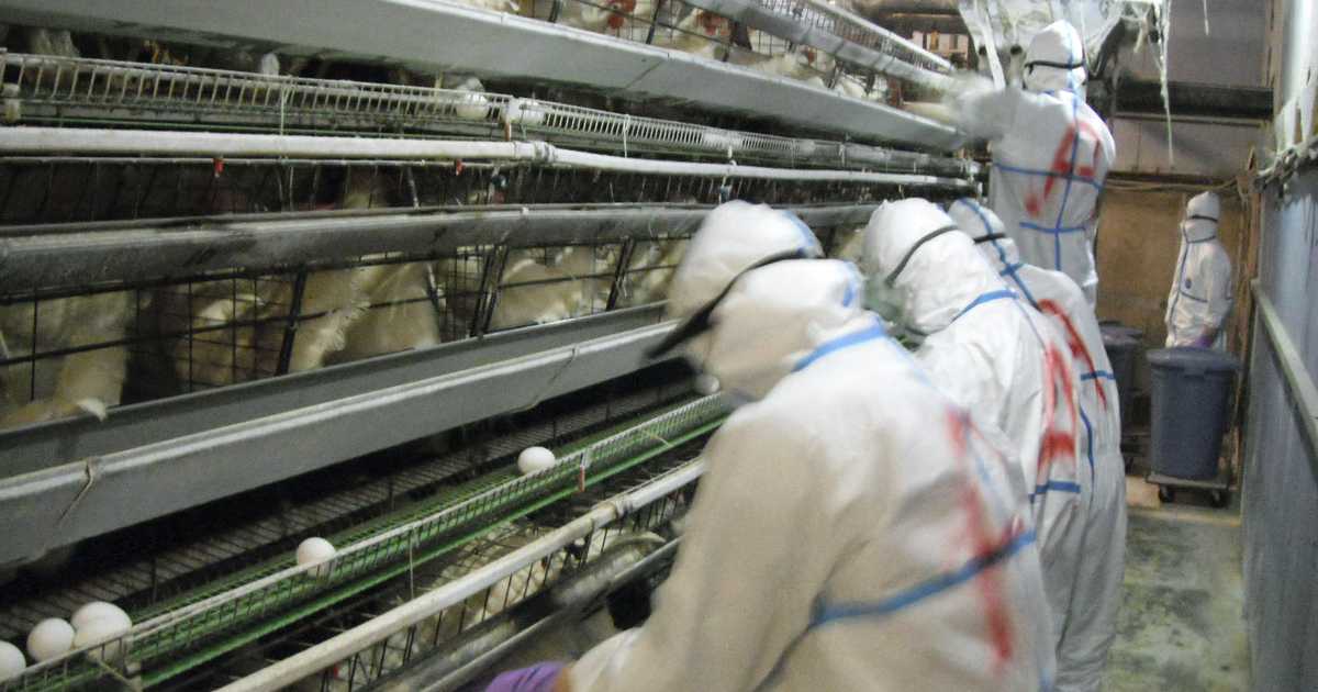 物価優等生の呪縛　卵の価格転嫁進まず、鳥インフル拡大　養鶏業の倒産拡大も