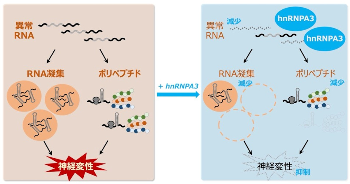 近大、ALSやFTDの原因となる異常RNAの働きを抑制するタンパク質群を発見