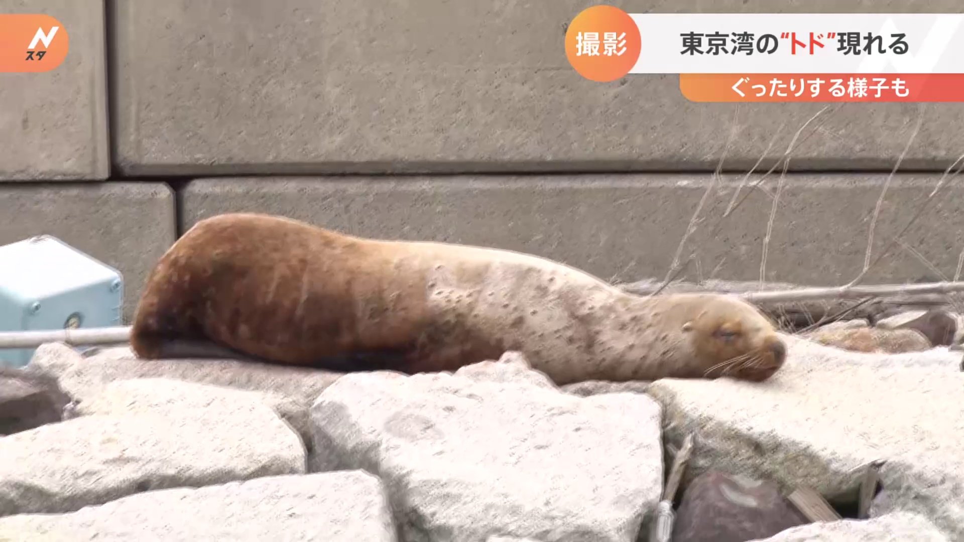 体長およそ2メートル　トドを東京湾で再度発見！ 岩場に頭をつけてぐったり？