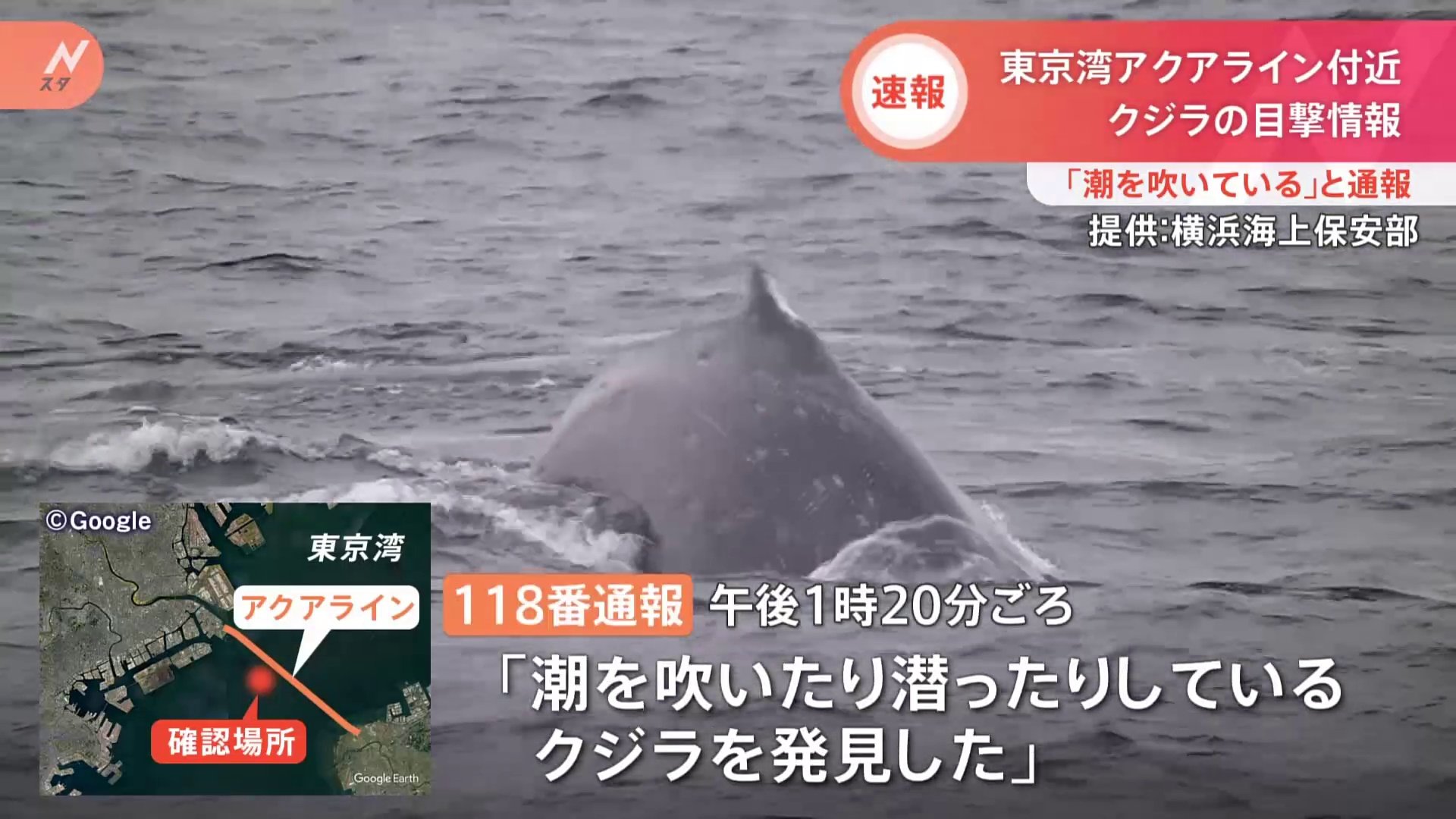 【速報】今度は“東京湾”でクジラ目撃　海上保安部の巡視船が大型海洋生物を確認　アクアライン近く