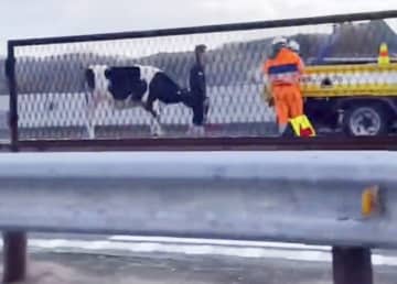 乳牛1頭落ちて中央道渋滞　トラックで運搬途中、岐阜
