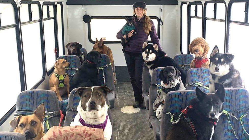 犬の「通勤バス」がSNSで話題に　米アラスカ州