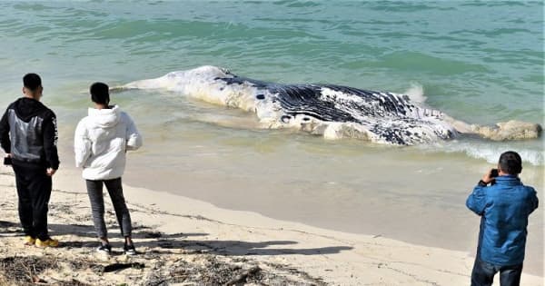 「未確認生物かと思った」　沖縄・北谷町の人気ビーチにクジラの死骸　体長10メートル　沖合で群れ目撃