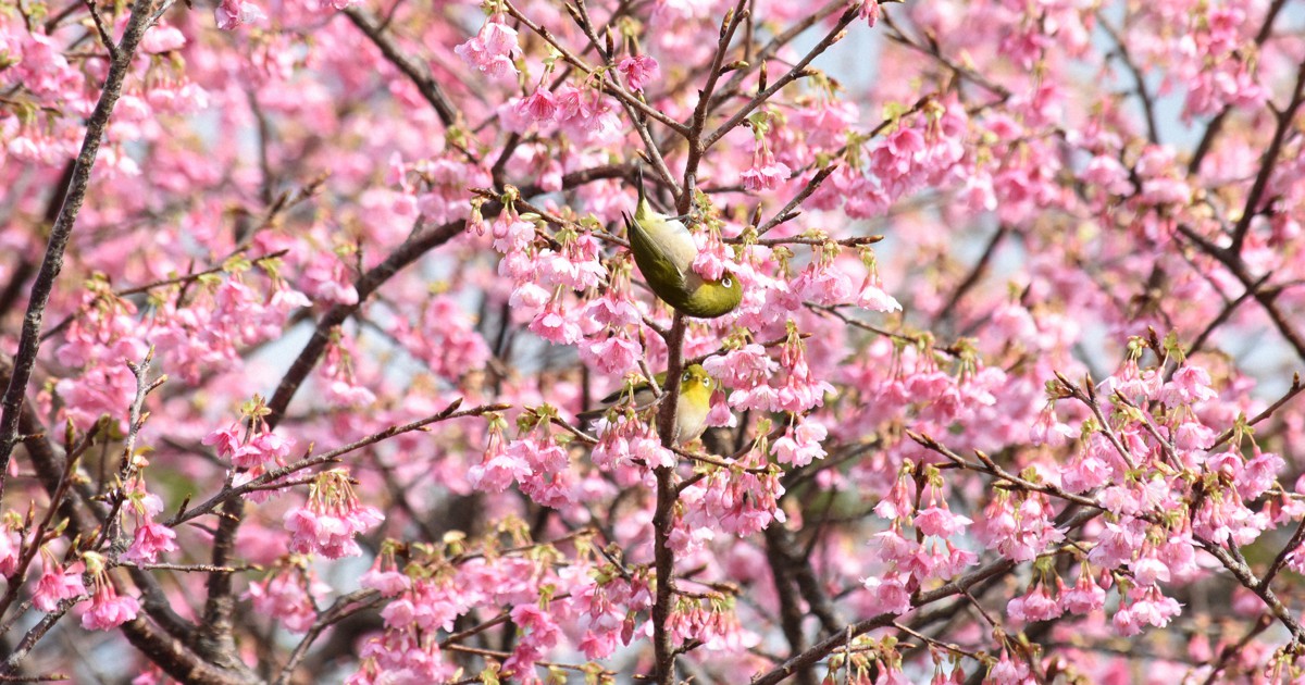 奄美大島でヒカンザクラ開花　ピンクの花寒風に揺れる