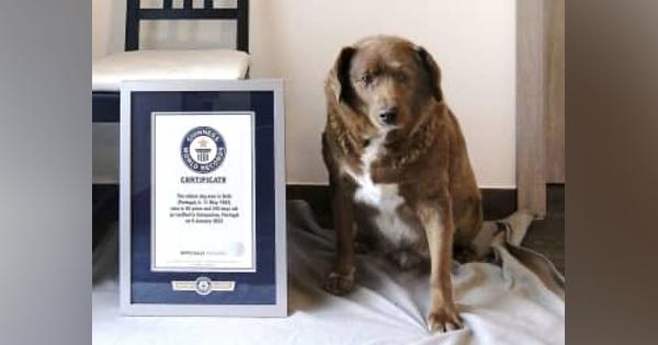 30歳の犬、世界最高齢に　ギネス認定、初の大台