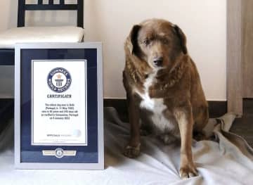 30歳の犬、世界最高齢に　ギネス認定、初の大台