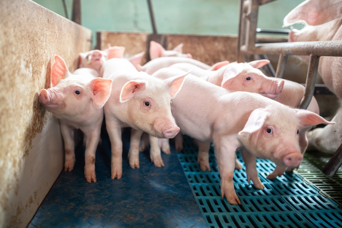 家畜への抗生物質使用が増加、人のスーパー耐性菌まん延の原因に