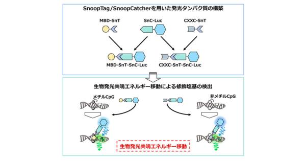 東京工科大など、ゲノムDNA中の修飾塩基を測定できる発光タンパク質構築法を開発