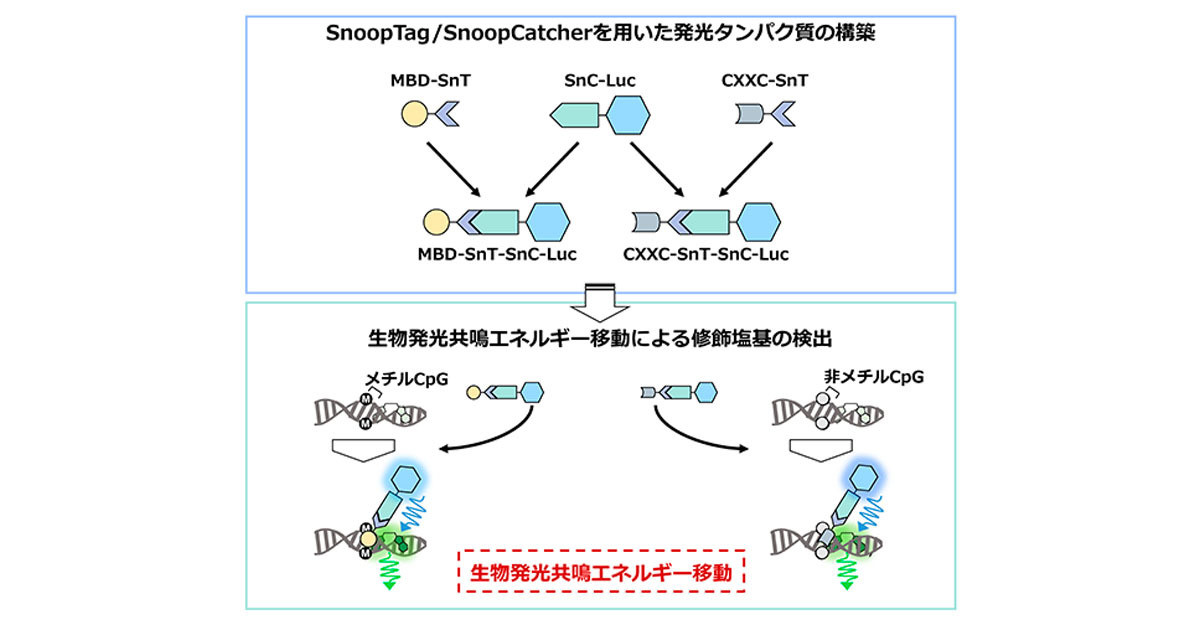 東京工科大など、ゲノムDNA中の修飾塩基を測定できる発光タンパク質構築法を開発