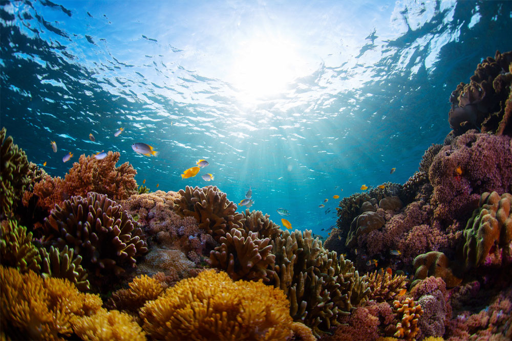 海の酸性化で20%の海洋生物が危機に　「ブルーカーボン」の活用がカギか