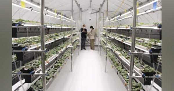 水素でイチゴ栽培実験、豊田合成　CO2排出ゼロ