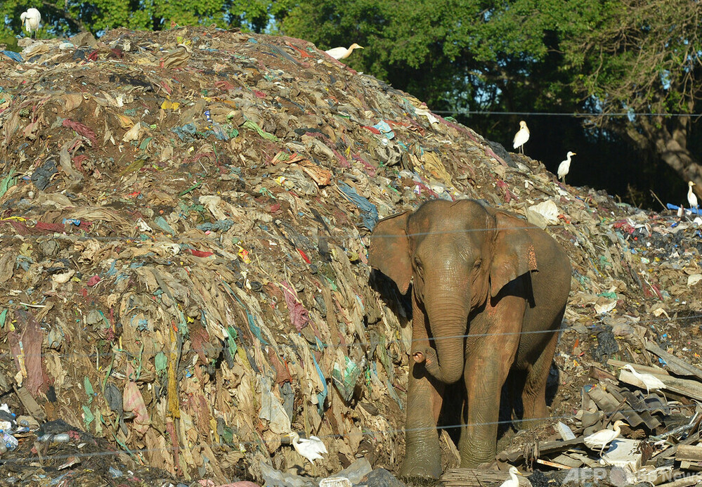 スリランカ、使い捨てプラ使用・製造禁止へ ゾウ保護で