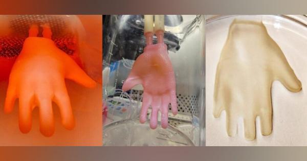 “皮膚手袋”を手に移植する技術　個人の手に応じた3D人工皮膚を培養　マウスの“皮膚ズボン”では成功