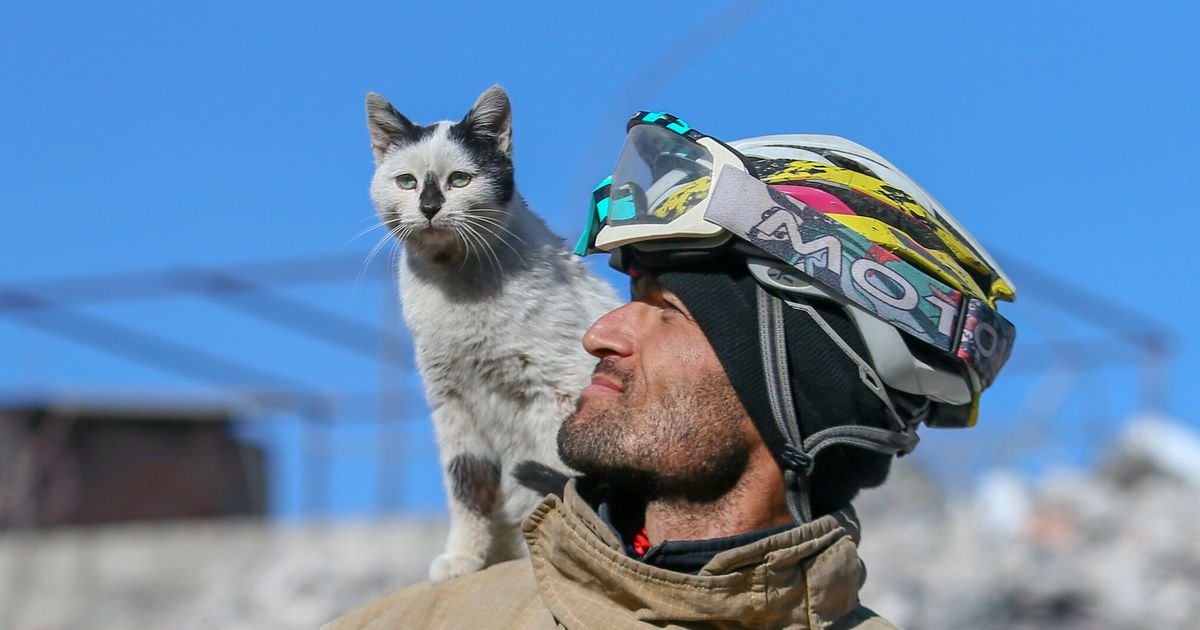 トルコの地震で救出された1匹の猫、命の恩人の肩に乗って離れず