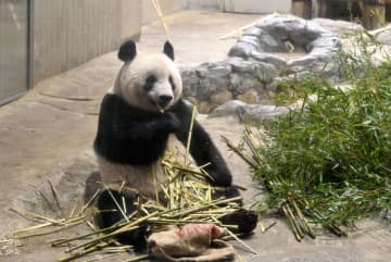 上野動物園でシャンシャンお別れ　中国返還へ、最終観覧は70倍