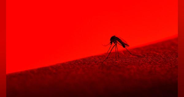 蚊をだます“偽物の皮膚”を3Dプリンターで作成。感染症の抑止に挑む研究者たち