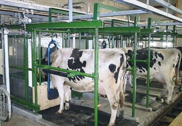牛のげっぷのメタン削減へ　胃にセンサー、AI活用