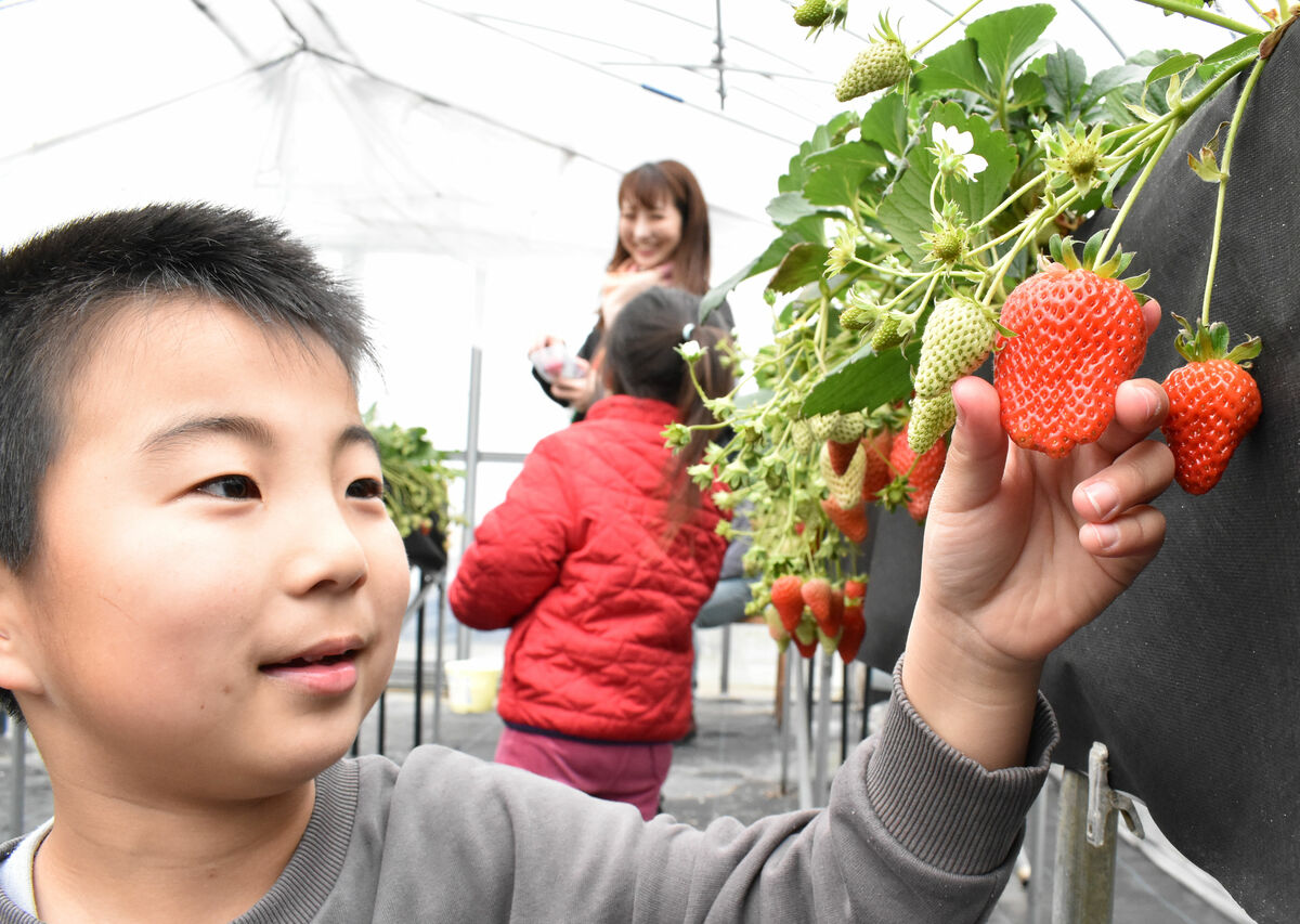 イチゴ狩りシーズン到来、食べ放題に子ら笑顔「37個食べた」　京都・井手