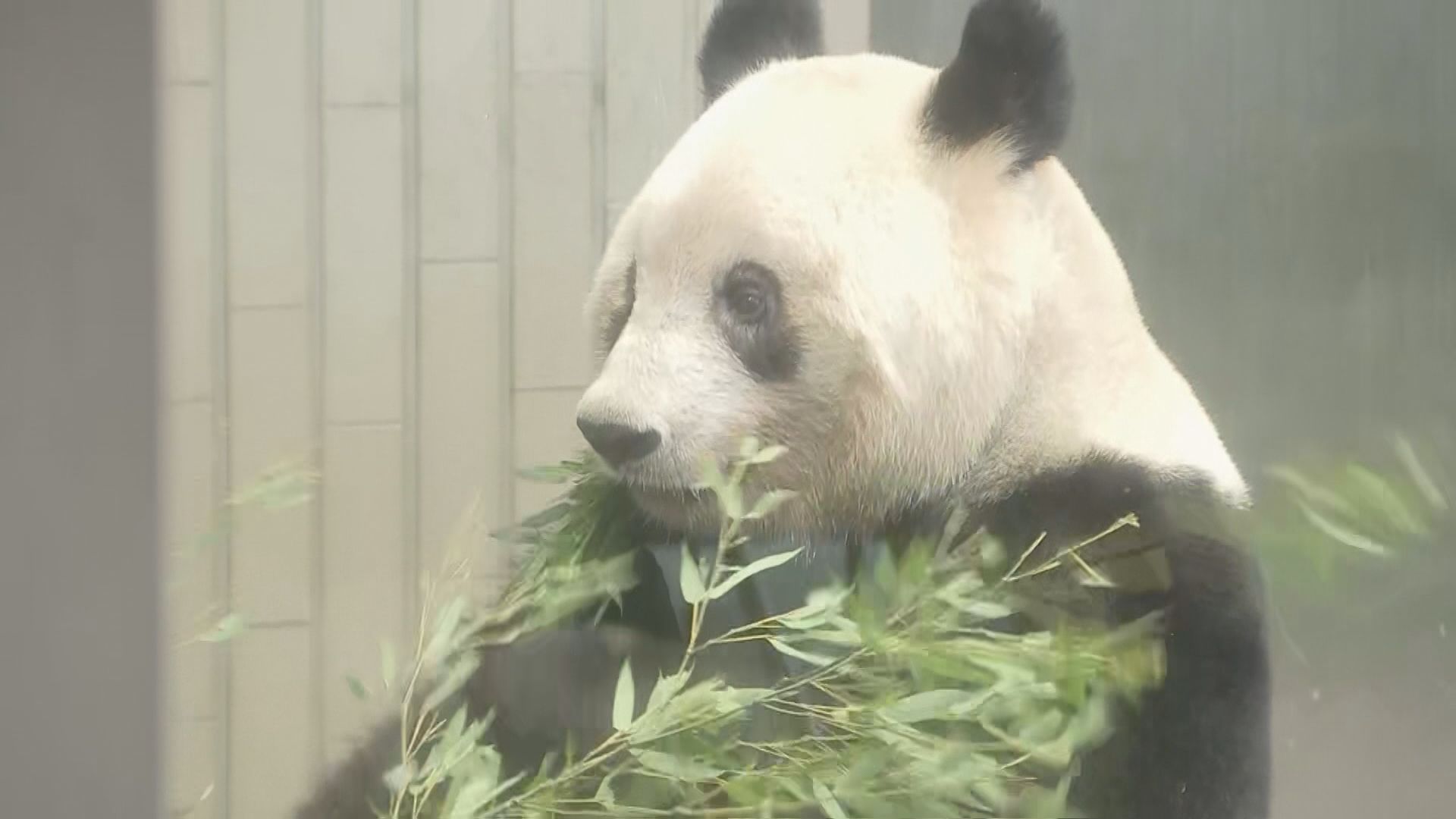 上野動物園のパンダ「シャンシャン」が動物園を出発　きょう中国へ返還