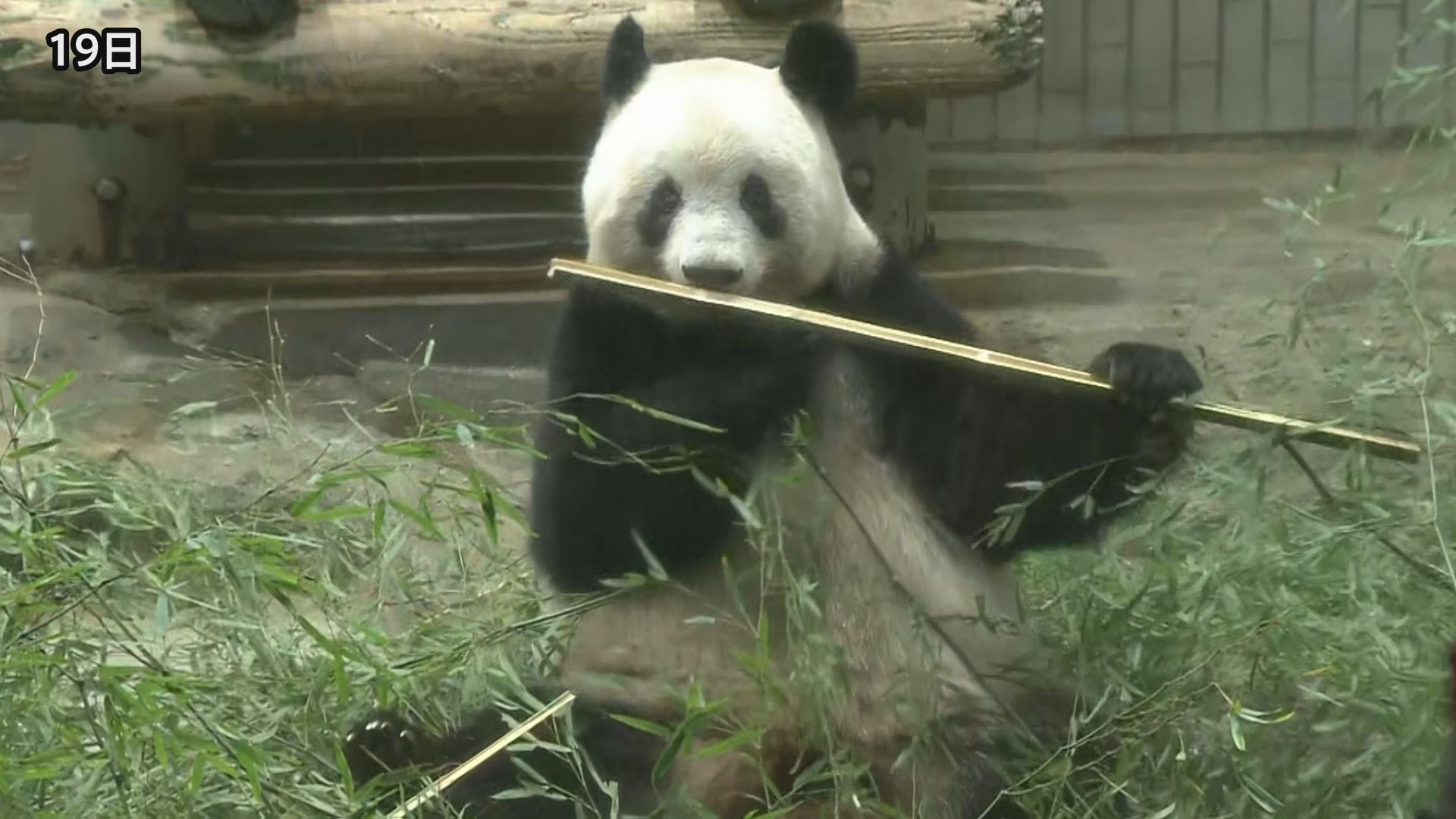 上野動物園のパンダ「シャンシャン」が中国の空港に到着　きょう中国へ返還