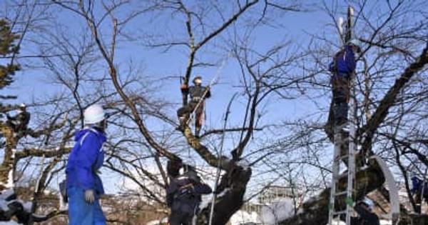 日本一の桜を100年先まで　弘前公園（青森県）　樹高下げる剪定開始