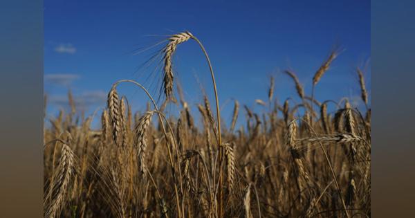 小麦価格が再び上昇の恐れ　異例の暖冬が影響