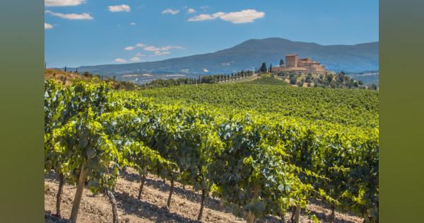 ボルドーのブドウを根こそぎにしなければならない理由　フランスワインの危機