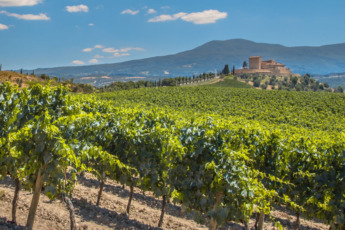ボルドーのブドウを根こそぎにしなければならない理由　フランスワインの危機
