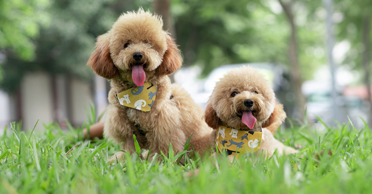 犬にかける年間支出は36万円、犬種別で最も高いは？