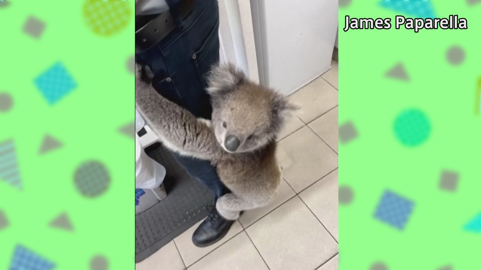 人懐っこいコアラが売店に侵入　オーストラリア