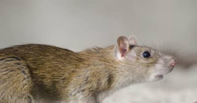 日本で最もネズミ都市と化している都道府県は東京都　「ネズミの被害件数が多い都道府県ランキング」を公開