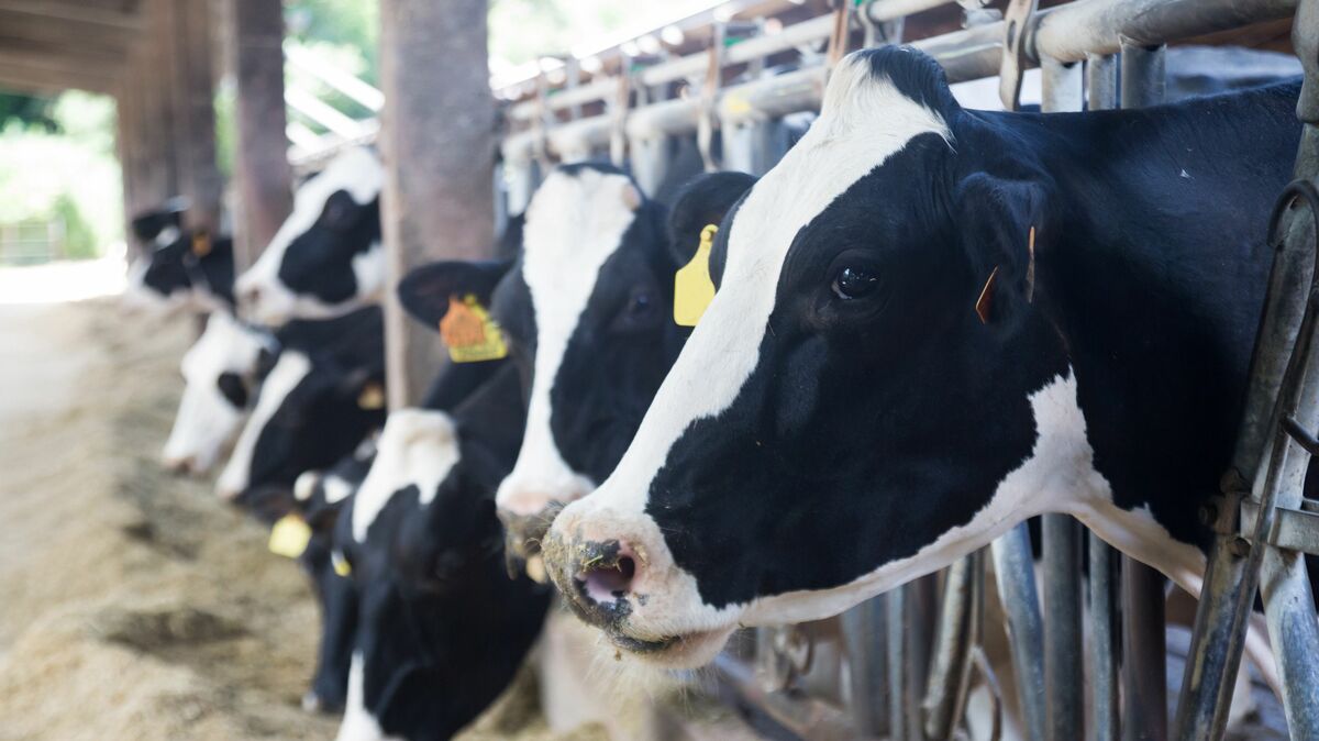 牛乳は捨てるほど余っているのに､なぜ値上げなのか平均所得1000万円超の｢乳牛農家｣をめぐる深い闇 - 牛舎につないで輸入飼料を与え続ける｢酪農｣でいいのか
