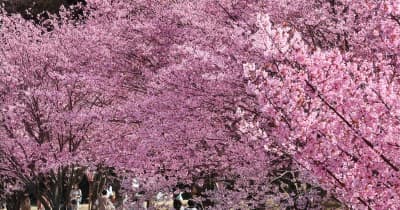 満開の蜂須賀桜の下でお花見　県内各地で気温上昇、美馬で24.3度