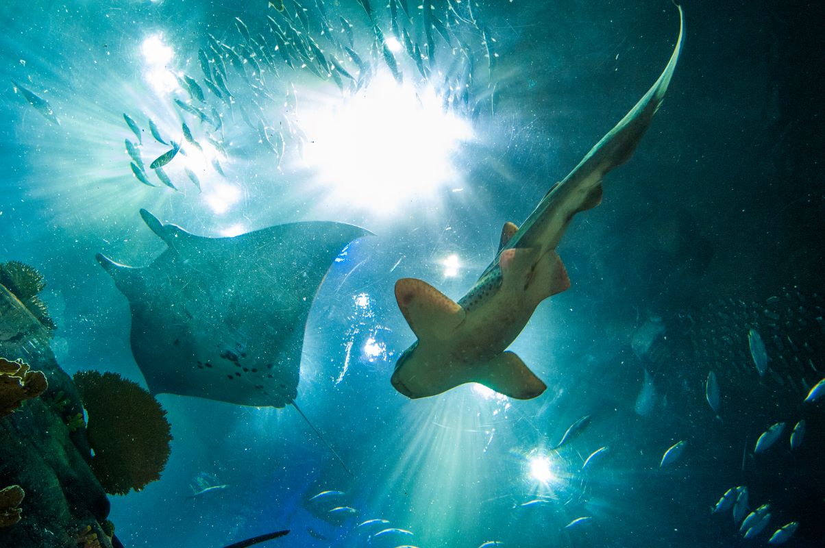 気候変動でサメの泳ぎ方が変わる？
