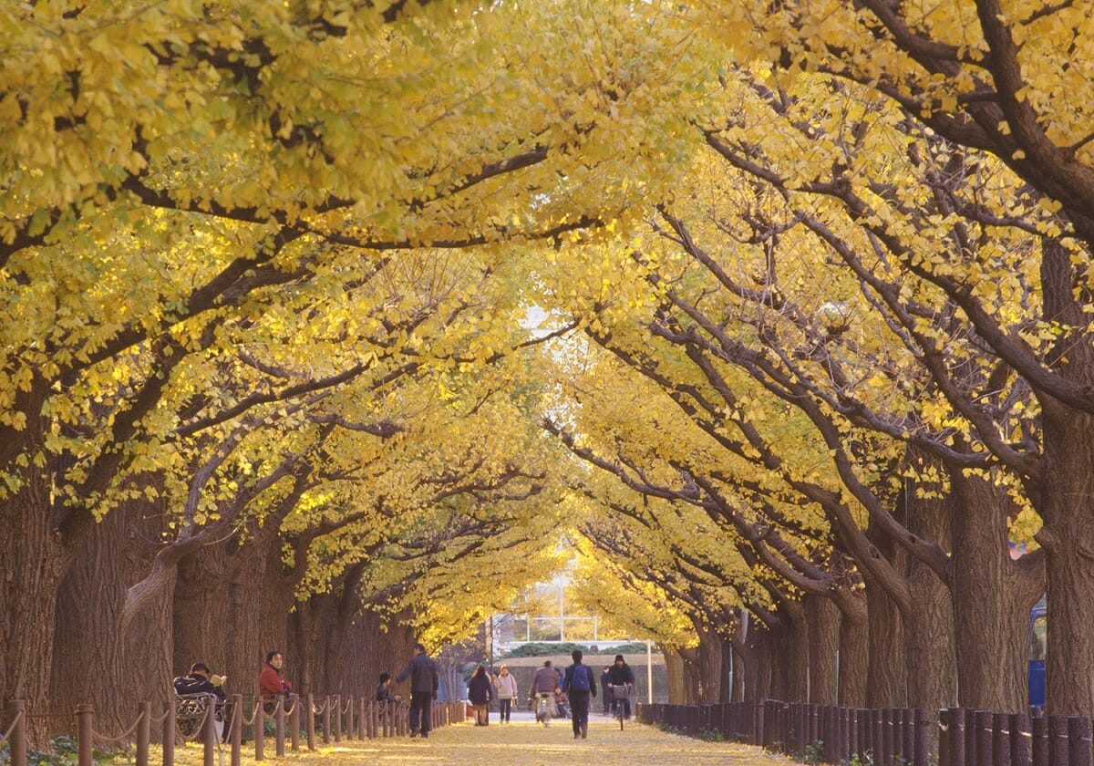 東京都・小池知事、明治神宮外苑の樹木3000本を伐採へ高層ビル建設の妥当性