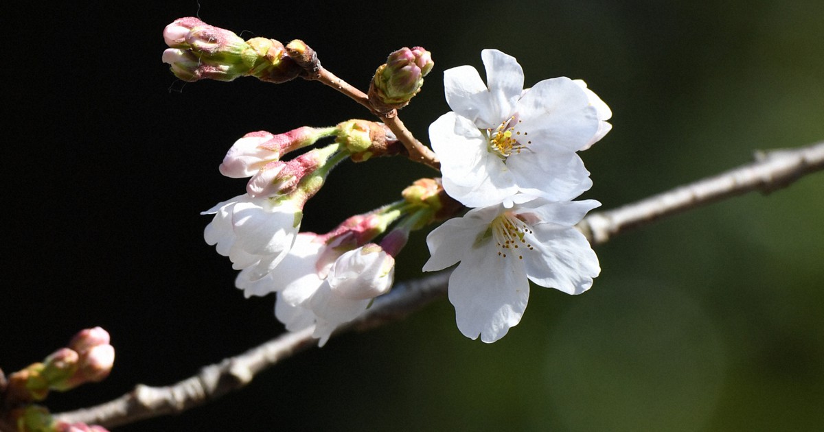 東京で桜が開花　観測史上“最早”タイ　平年より10日早く
