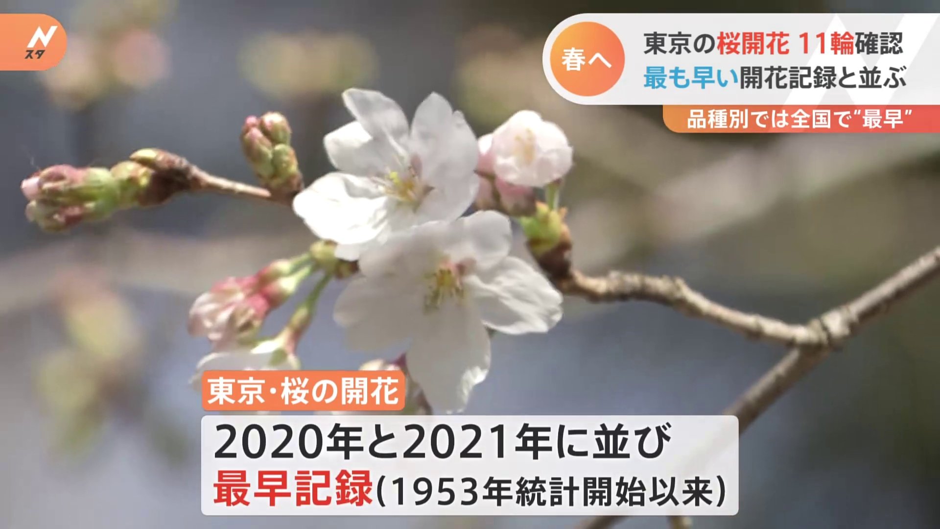 【速報】東京の桜が開花　最も早い記録に並ぶ　ソメイヨシノでは今年全国で最も早い開花
