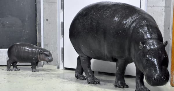 「カバのいない動物園」にピリオド　世界三大珍獣のコビトカバ、広島市立安佐動物公園が飼育プラン