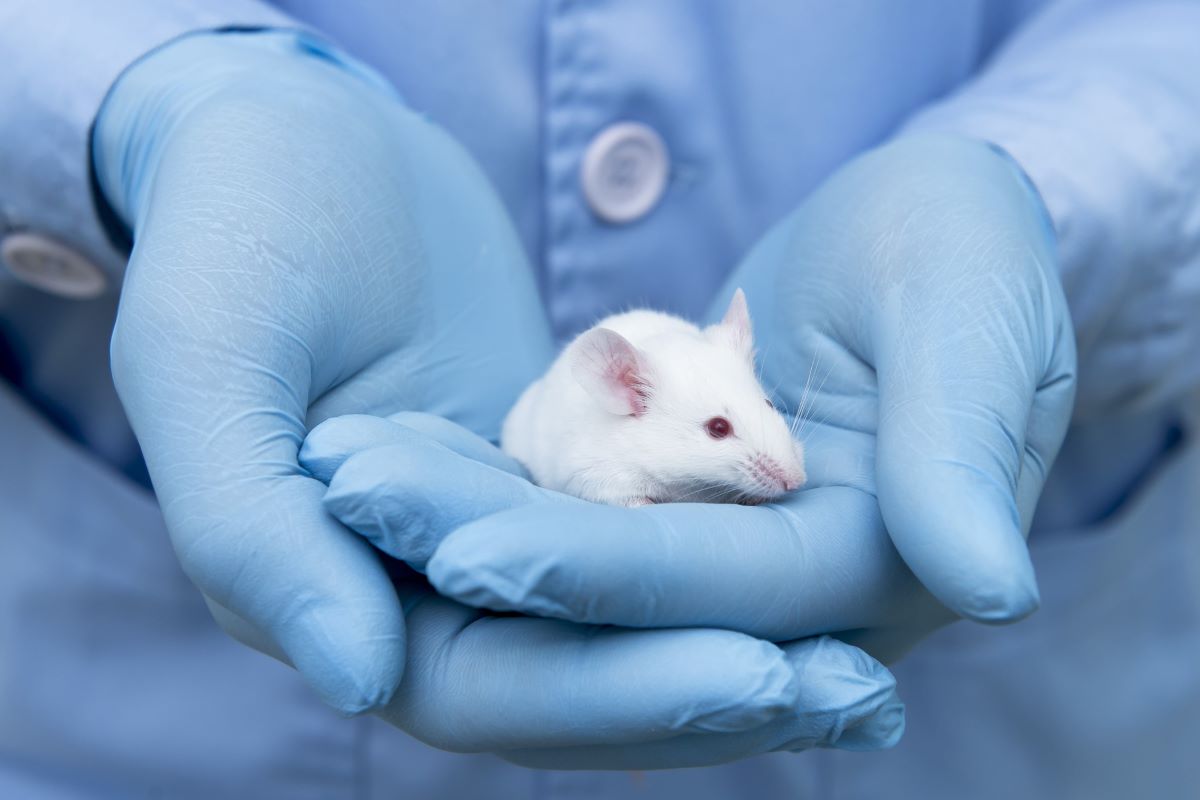 遺伝子編集でマウスの視力回復、中国研究チームが発表