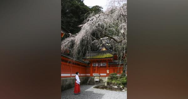 しだれ桜、優雅に開花　和歌山の熊野那智大社