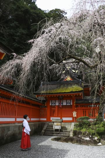 しだれ桜、優雅に開花　和歌山の熊野那智大社