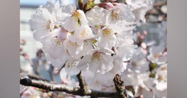 徳島で桜の開花、平年より５日早く