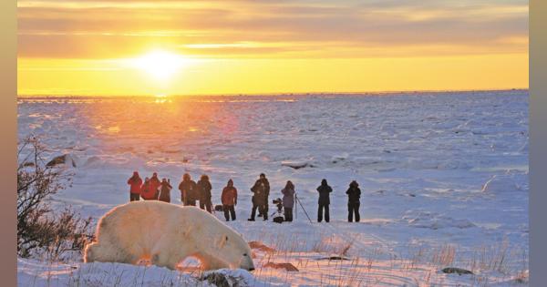 カナダ極北の地で「シロクマ」を探しにハイキングする旅へ | 「グローバル ユース ビューロー」小泉陽子さんに聞く