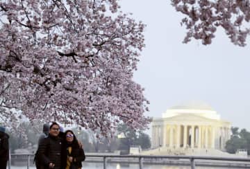 ワシントンで日米友好「桜祭り」　満開的中、トラジャも登場