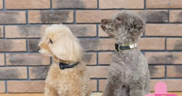 シニア犬・老犬の健康、歩容をサポートする機能性犬用首輪